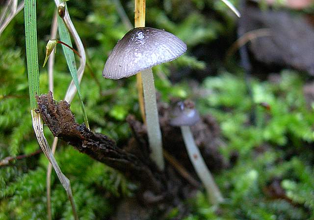 Funghi nella nebbia